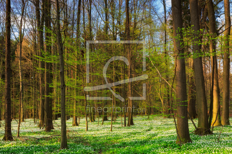 frei wählbarer Bildausschnitt für Ihr Bild auf Leinwand