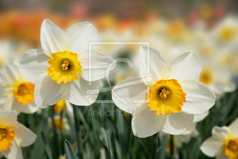frei wählbarer Bildausschnitt für Ihr Bild auf Leinwand