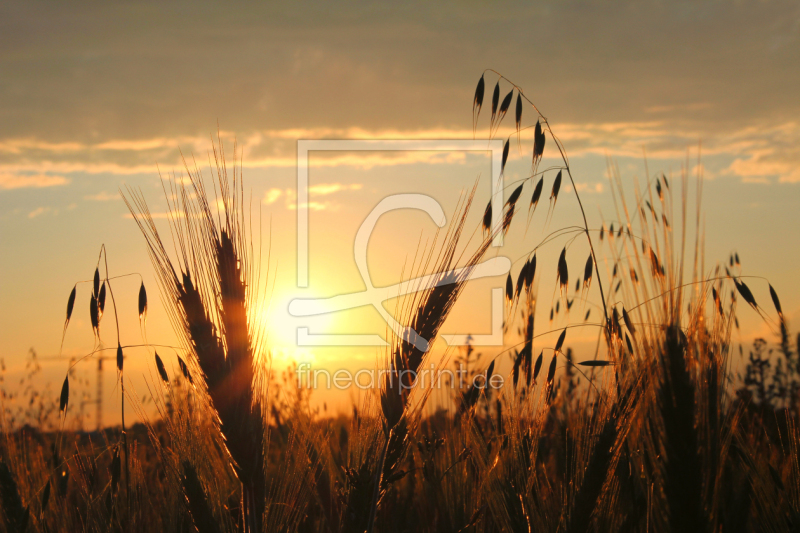 frei wählbarer Bildausschnitt für Ihr Bild auf Leinwand
