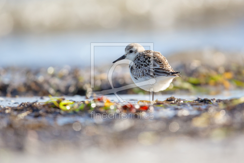 frei wählbarer Bildausschnitt für Ihr Bild auf Leinwand
