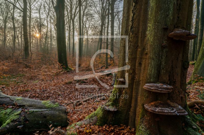 frei wählbarer Bildausschnitt für Ihr Bild auf Leinwand