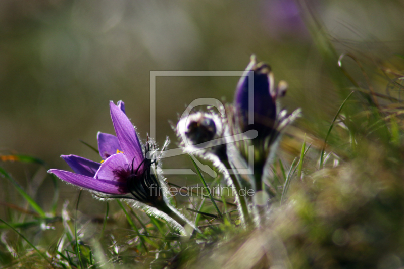 frei wählbarer Bildausschnitt für Ihr Bild auf Leinwand