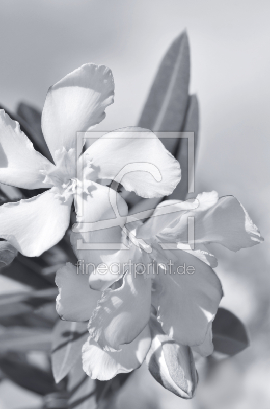 frei wählbarer Bildausschnitt für Ihr Bild auf Leinwand