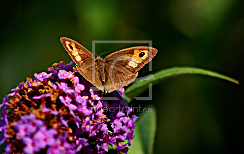 frei wählbarer Bildausschnitt für Ihr Bild auf Leinwand