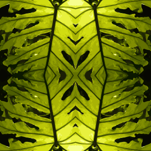 Bild-Nr: 9001006 Monstera Grün Erstellt von: patterndesigns-com