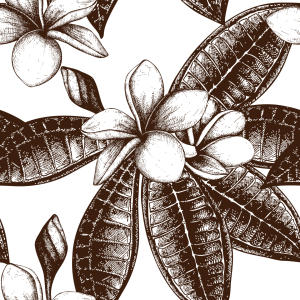 Bild-Nr: 9007863 Frangipani Sketch Erstellt von: patterndesigns-com