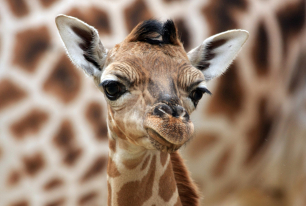 Bild-Nr: 9230647 Giraffenportrait Erstellt von: Marcel Schauer