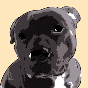 Bild-Nr: 9240601 American Staffordshire Terrier [Pfotenstore] Erstellt von: lixxconsult