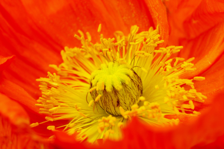 Bild-Nr: 9246289 Mohnblüte Erstellt von: Uwe Jahn