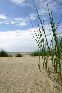 Bild-Nr: 9264565 Strandgräser Erstellt von: bilderwerk