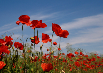 Bild-Nr: 9273289 Mohnblumen Erstellt von: Uwe Jahn