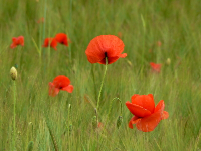 Bild-Nr: 9274990 Mohn Erstellt von: DerScheinriese