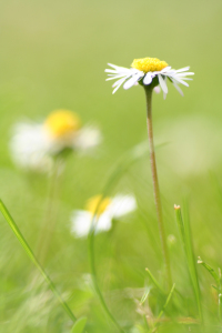 Bild-Nr: 9286421 Gänseblümchen Erstellt von: Jana Behr