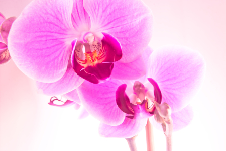 Bild-Nr: 9296163 Orchidee Erstellt von: diedinel