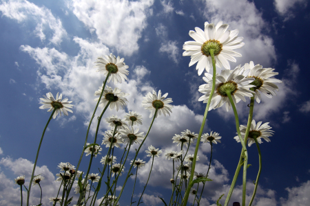 Bild-Nr: 9304177 .SOMMER. Erstellt von: Sabines-Sichtweisen