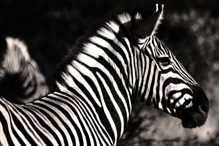 Bild-Nr: 9308225 Stripes Erstellt von: Henner