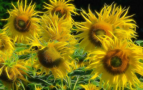 Bild-Nr: 9309758 Sonnenblumen 1 Erstellt von: fotograf-joker