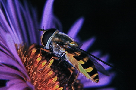 Bild-Nr: 9312360 Schwebfliege2 Erstellt von: finescaleundmehr