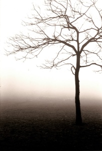 Bild-Nr: 9313108 Dichter Nebel im Park Erstellt von: analog