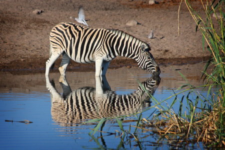 Bild-Nr: 9318628 Drinking Zebra Erstellt von: Henner