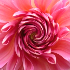 Bild-Nr: 9321498 Dahlia Waltz.... Erstellt von: youhaveadream