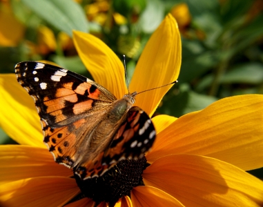 Bild-Nr: 9322980 I say Hello and you say Goodbye.... Erstellt von: youhaveadream