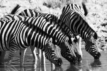 Bild-Nr: 9323392 Drinking Zebras Erstellt von: Henner