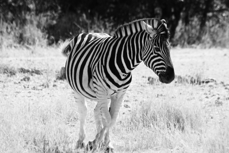 Bild-Nr: 9323398 Lonely Zebra Erstellt von: Henner