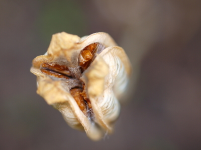 Bild-Nr: 9323742 Samenkapsel der Iris Erstellt von: iljos