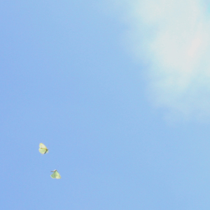 Bild-Nr: 9324994 Butterflies in the sky Erstellt von: yammay