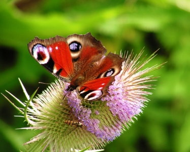 Bild-Nr: 9329382 Coloured butterfly Erstellt von: Renate Knapp