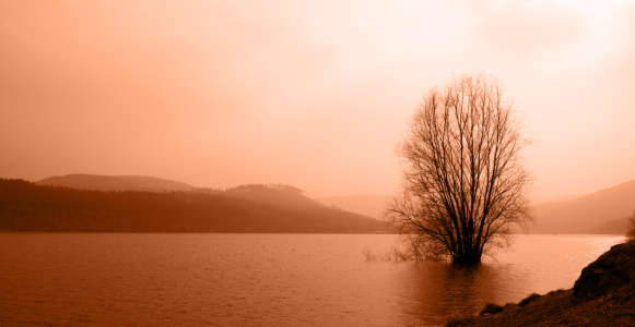 Bild-Nr: 9330138 Baum des Lebens Erstellt von: kauli