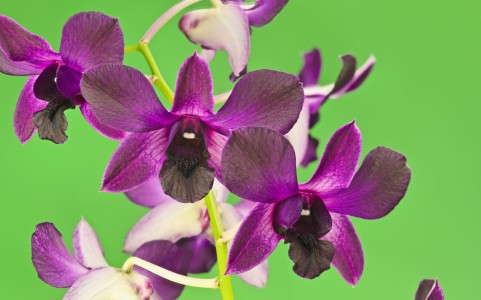 Bild-Nr: 9330236 Orchidee Erstellt von: macrofan