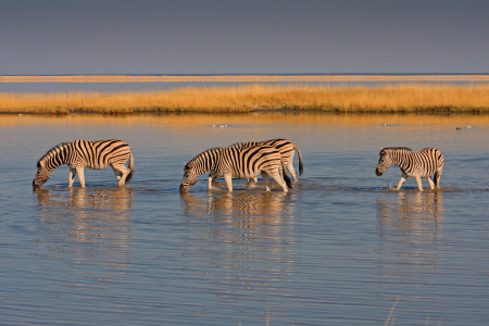 Bild-Nr: 9336684 Zebraherde Erstellt von: Henner