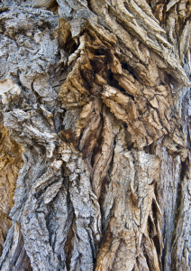 Bild-Nr: 9337196 Der alte Baum Erstellt von: PeterSaltz