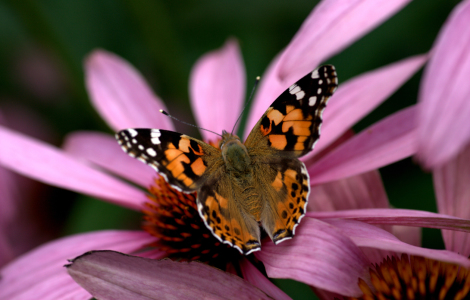 Bild-Nr: 9338260 Schmetterling Erstellt von: Uwe Jahn