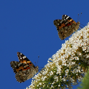 Bild-Nr: 9343354 Gratwanderung.... Erstellt von: youhaveadream
