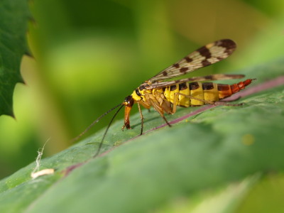 Bild-Nr: 9344106 Skorpionsfliege Erstellt von: iljos