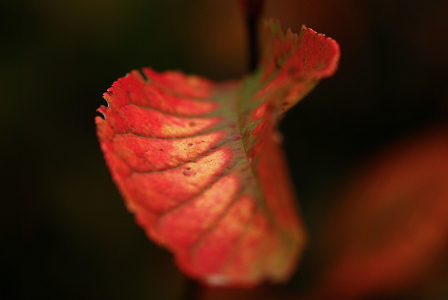 Bild-Nr: 9344900 HERBSTGEFÜHLE  Erstellt von: schwanart