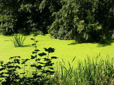 Bild-Nr: 9345114 Pistaziengrüne Wasserpest auf der Issel 3 Erstellt von: muck