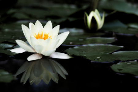 Bild-Nr: 9346150 Seerose Erstellt von: bilderwerk