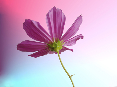 Bild-Nr: 9365832 Cosmea Erstellt von: naliha