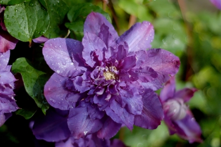 Bild-Nr: 9372212 Clematis Erstellt von: Lucius30