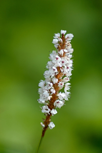 Bild-Nr: 9372476 Blümchen Erstellt von: Lucius30