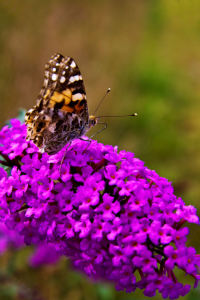 Bild-Nr: 9376218 Schmetterling Erstellt von: Uwe Jahn