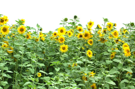 Bild-Nr: 9378424 sonnenblume Erstellt von: gabrielejasmin