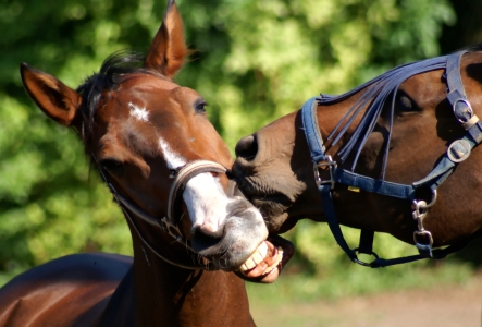 Bild-Nr: 9382086 Sealed with a kiss...... Erstellt von: youhaveadream