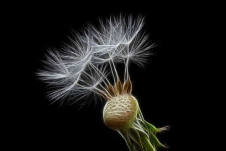 Bild-Nr: 9383456 Pusteblume Erstellt von: Uwe Jahn