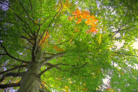 Bild-Nr: 9384632 Traumzauberbuche Erstellt von: Daniela Beyer