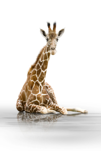 Bild-Nr: 9386068 Giraffe 001 Erstellt von: Dreblow